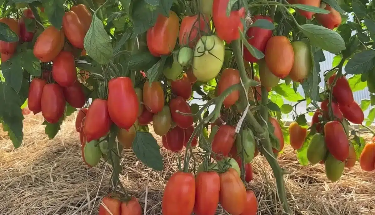 Ще раздаваш домати и на съседите, ако избереш тези 3 мега плодовити сортове 1