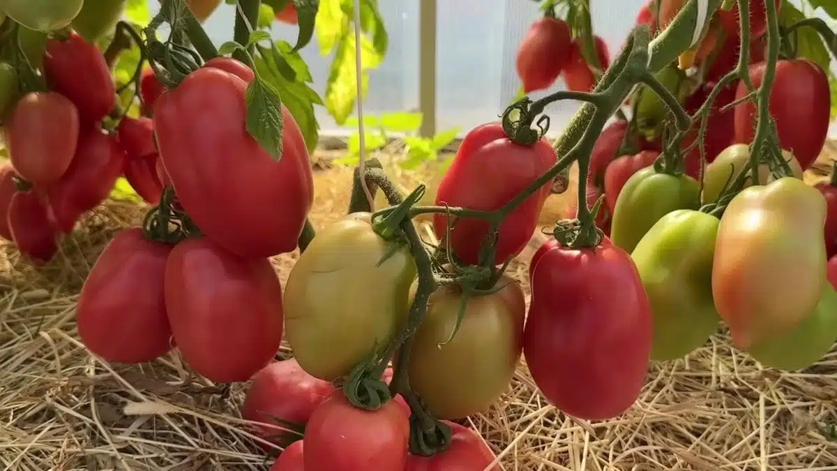 Ще раздаваш домати и на съседите, ако избереш тези 3 мега плодовити сортове 3