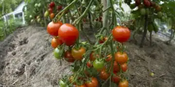 Вижте трите сорта домати, които узряват най-рано 1