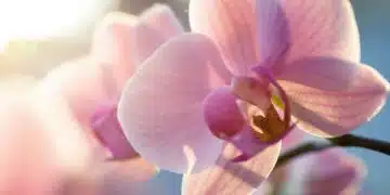 Цветарката ме научи как да спася изсъхналата орхидея, просто се полива със специална смес 4