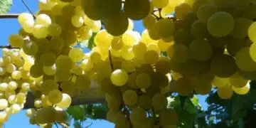 грозде