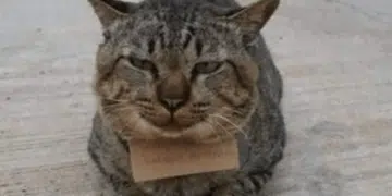 Котка изчезна от дома си за 3 дни, а после се върна със странна бележка на врата си 1
