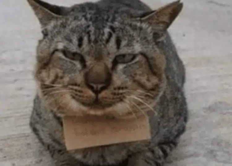Котка изчезна от дома си за 3 дни, а после се върна със странна бележка на врата си 1