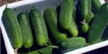 краставички