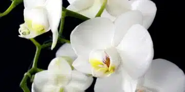 орхидея