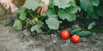 Хитрите градинари си купуват този тор през зимата, а през пролетта почвата ще е с 40% по-плодородна 2