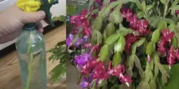И най-безнадеждното коледниче ще се отрупа с цвят следе такова торене 6