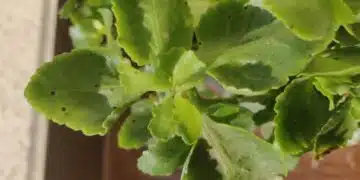 Ето защо Каланхоето ти страда и линее, но цветарката ми разкри как се спасява 4