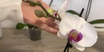 Орхидеята обожава да я заливам с тази специална вода - цъфти като луда, листата са зелени и здрави, корените също 3