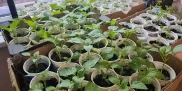 Правилно или грешка е да се добавя дървесна пепел към почвата за разсада 1