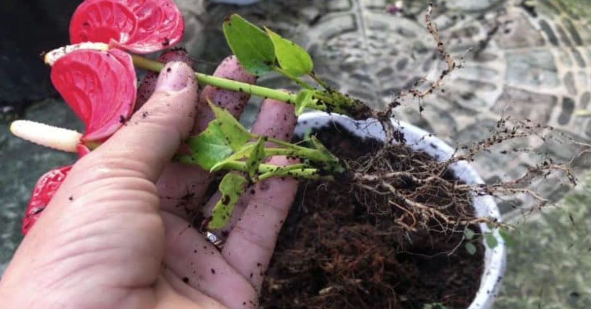 Изключително необичаен, но ефективен начин за размножаване на антуриум Ръка държи младо антуриум растение с червени цветове и видими корени.