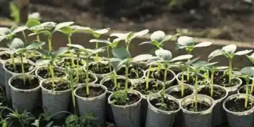 Спри да купуваш готова почва за разсада - скъпо е и му вредиш, ползвай това 11