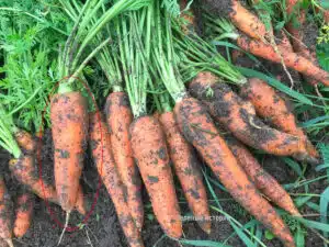 Баба ми ми каза забравен стар сорт моркови - хем дава много, хем всички моркови са перфектни 1