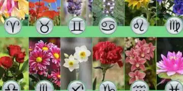 Кое стайно растение зарежда всяка зодия с енергия? (СПИСЪК) 1