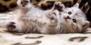 котенце