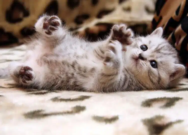 котенце