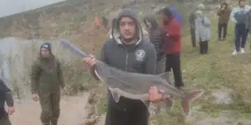 Уникална риба прикова вниманието на рибарите край наш язовир ВИДЕО 4