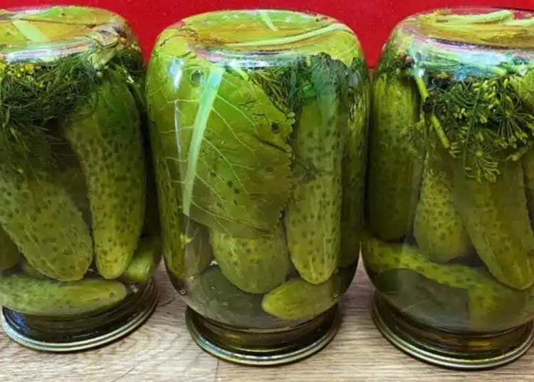 Забравете за захарта и оцета: как да си приготвите хрупкави и вкусни кисели краставички 1