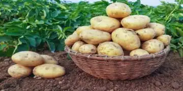 картофи
