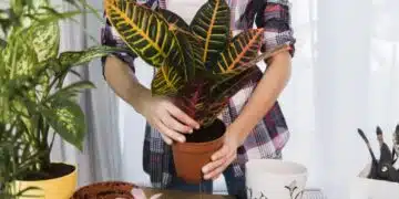 Предпазете и подсилете Вашето стайно растение с помощта на обикновен кибрит! 8