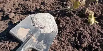 Тези видове не трябва да се подхранват с пепел от дърва, ще им навредите 2