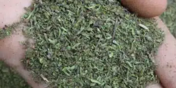 Ето няколко причини защо трябва да консумираме по-често чубрица - всеки трябва да знае колко е важно! 1
