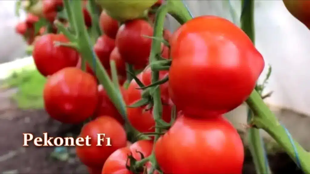 Ултра ранни и ранни сортове и хибриди домати, които раждат като луди 1