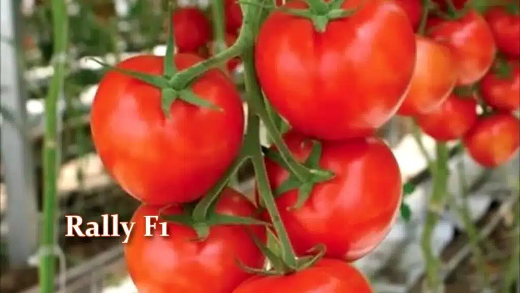 Ултра ранни и ранни сортове и хибриди домати, които раждат като луди 5