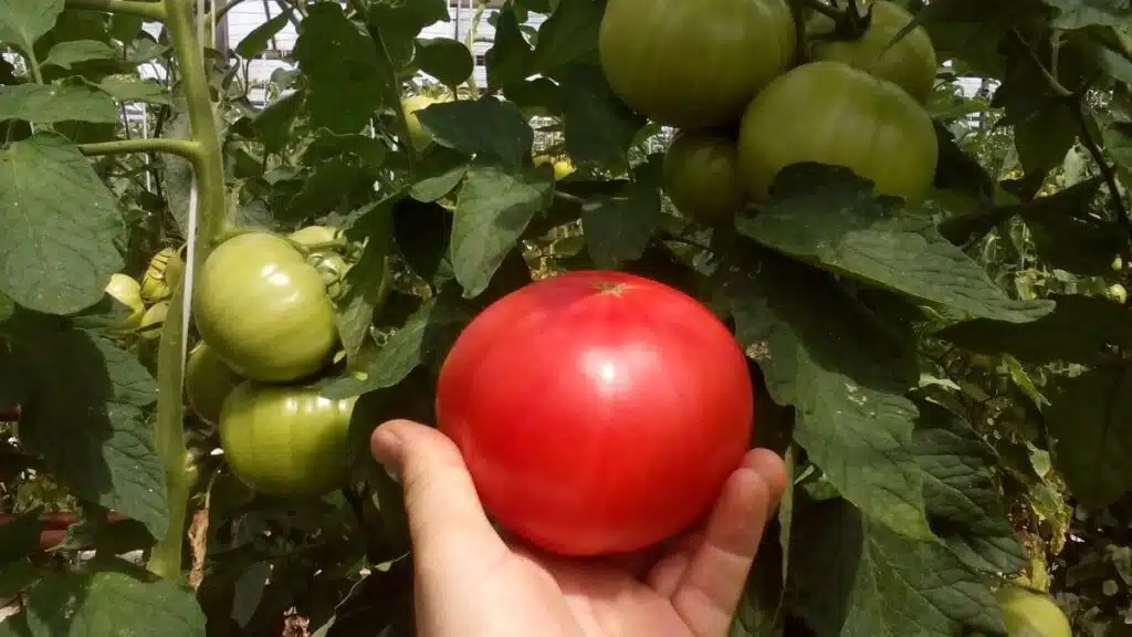 Ултра ранни и ранни сортове и хибриди домати, които раждат като луди 7