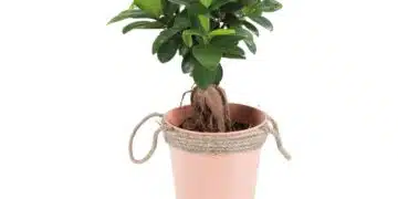 фикус