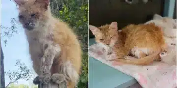 Мръсна, недоверчива – котката, която живееше на покрива и се страхуваше, но Андреа не се отказа! 1