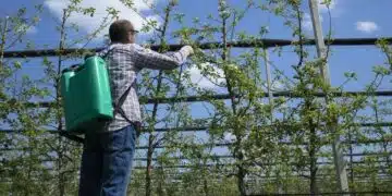 Поръсете дърветата с тази смес след снега: ще съберете реколтата в кофи 1