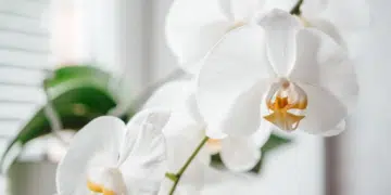 Защо купените орхидеи умират - грозната истина 3