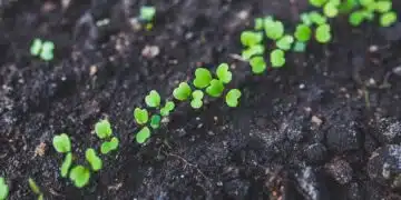 почва