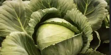 Топ 3 сорта зеле: сочни, огромни зелки, които издържат чак до пролетта 1