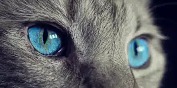 котка
