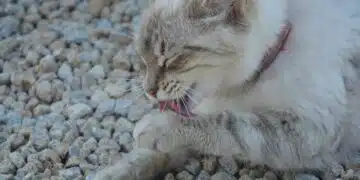 котешка тоалетна