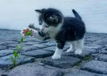 коте