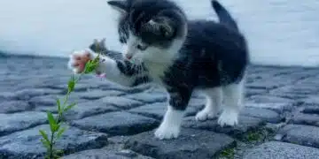 коте