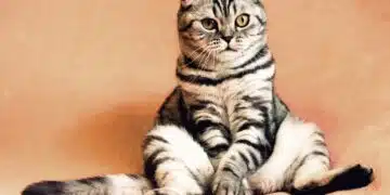 котка