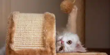 котешка драскалка