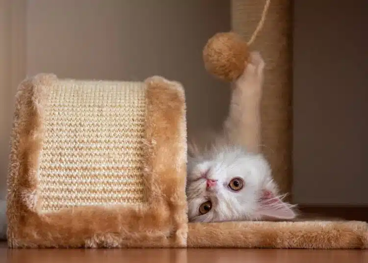 котешка драскалка
