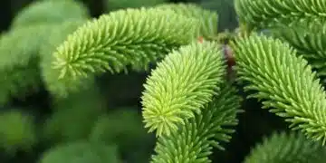 борови иглички