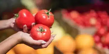 Този сорт домати плододава буйно дори в Сибир: упорит, ранен и вкусен 1