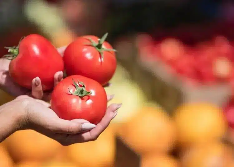 Този сорт домати плододава буйно дори в Сибир: упорит, ранен и вкусен 1