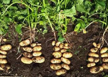 Ето така ще извадите голяма реколта от картофи, без да ги атакуват червеи 5
