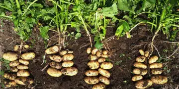 Ето така ще извадите голяма реколта от картофи, без да ги атакуват червеи 6