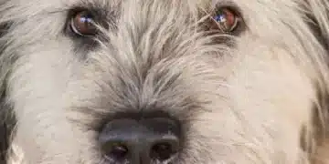 Вярно ли е, че трябва да разхождате кучето си рано сутрин? Плюсове и минуси на ранните разходки 7