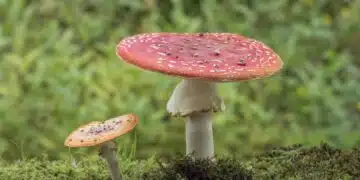 гъби