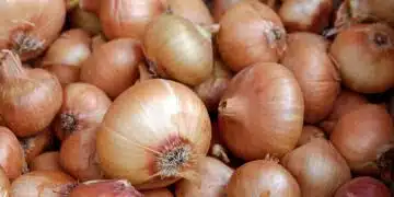 лук